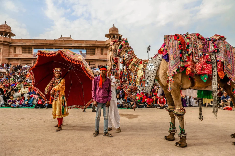 Colorful camels and cultural performances at Bikaner Camel Festival in Rajasthan