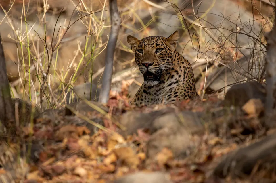Scenic view of Darrah National Park in Rajasthan showcasing dense forests, hills, and rich wildlife habitat