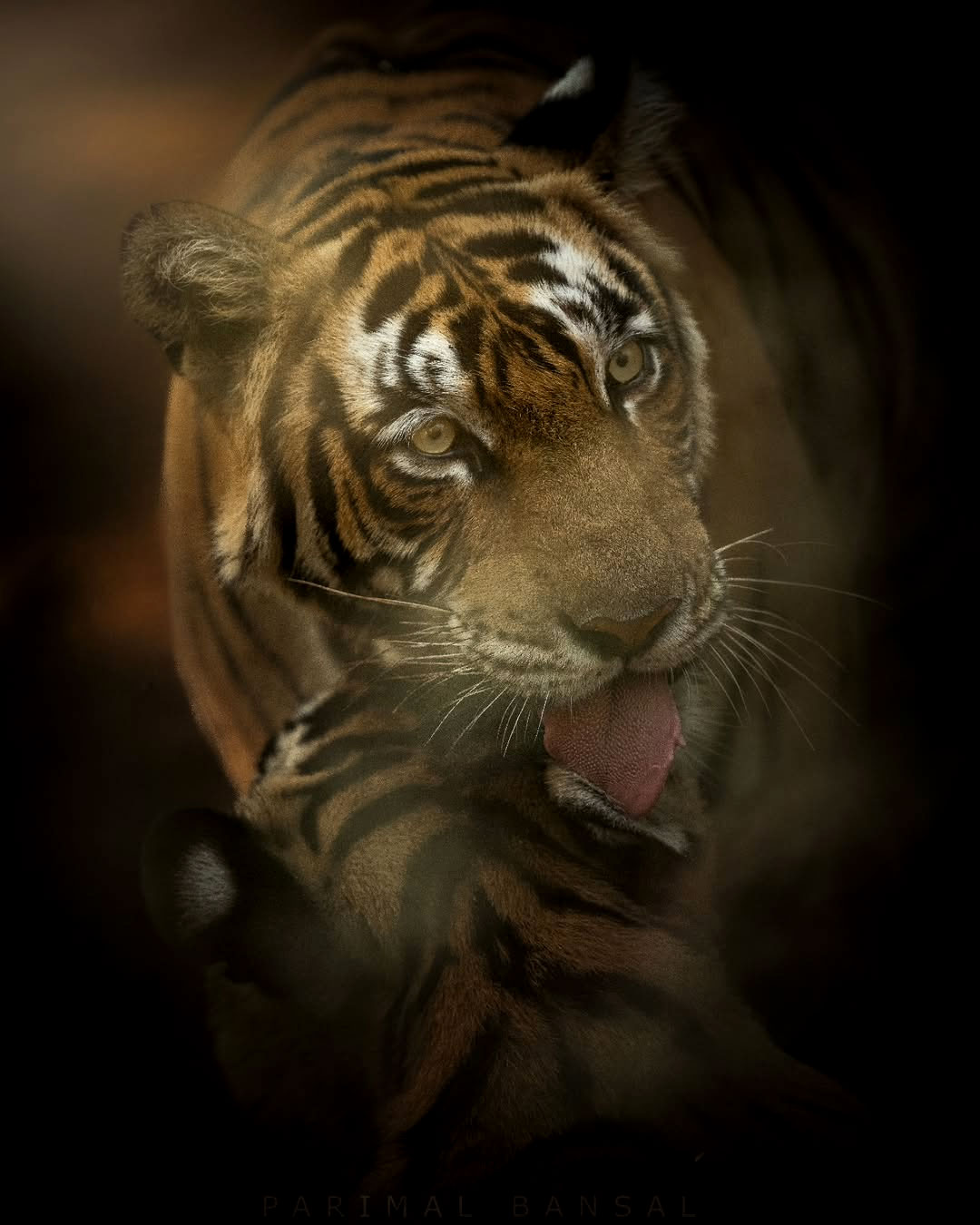 Rajasthan's Wildlife and National Parks: A Guide for Nature Lovers