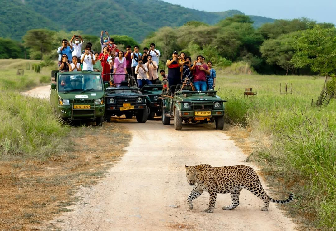 Rajasthan's Wildlife and National Parks: A Guide for Nature Lovers
