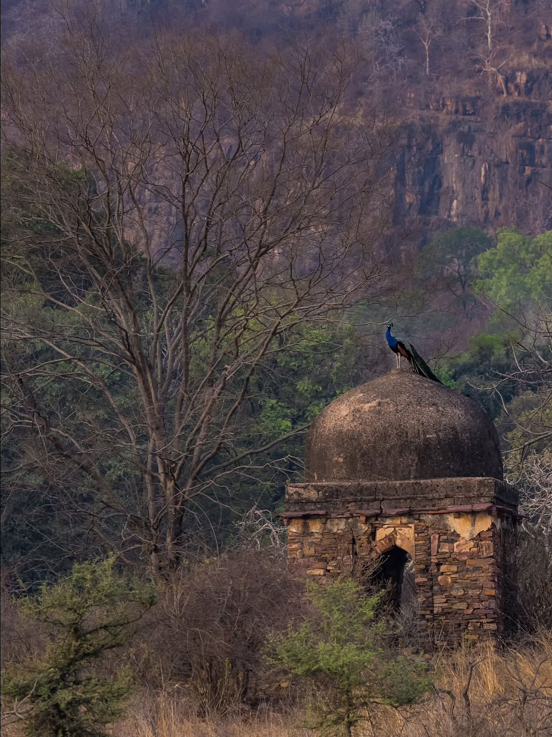 Rajasthan's Wildlife and National Parks: A Guide for Nature Lovers