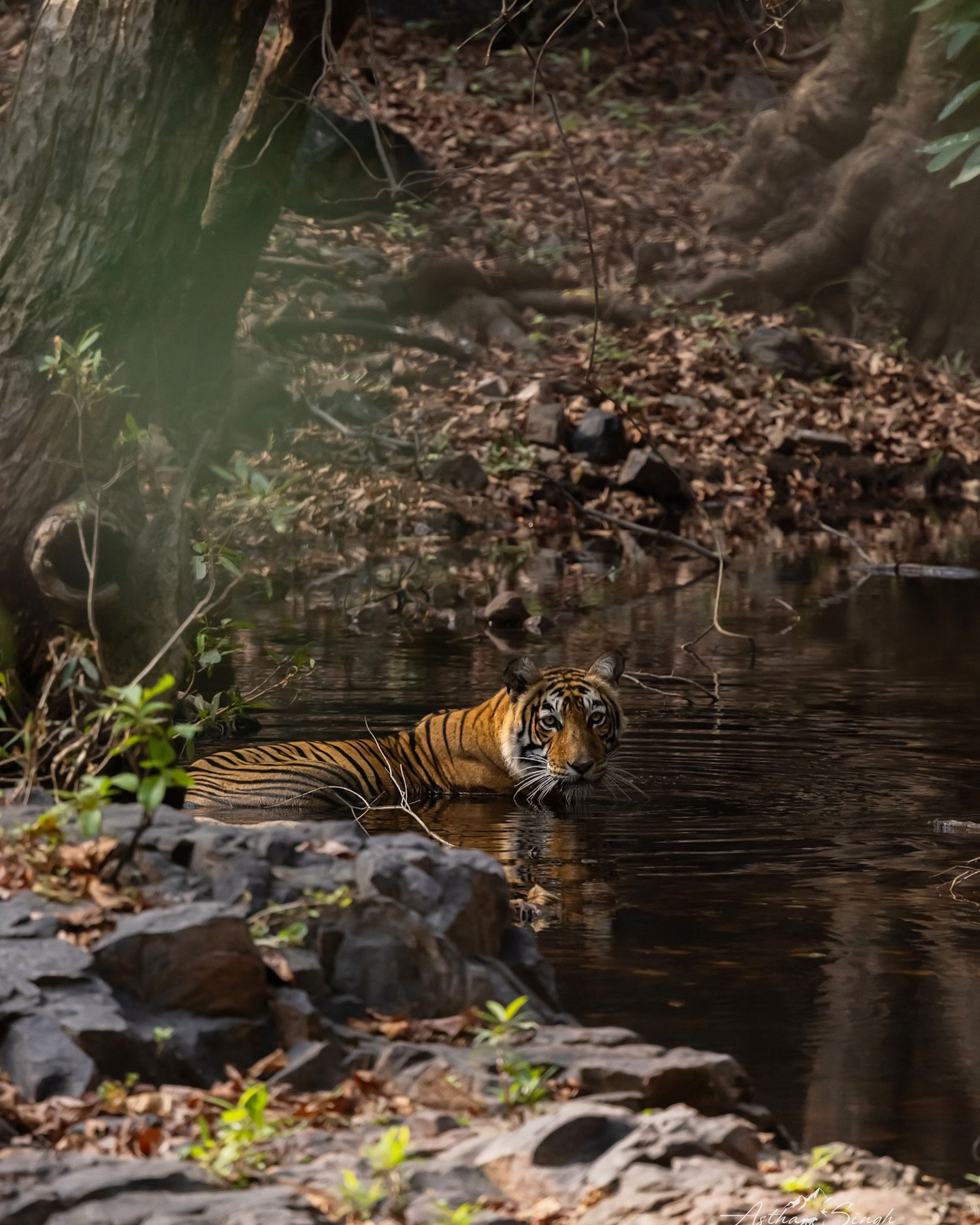 Rajasthan's Wildlife and National Parks: A Guide for Nature Lovers