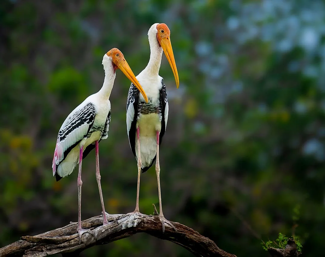 Keoladeo National Park in Bharatpur, Rajasthan, a UNESCO World Heritage bird sanctuary known for migratory birds and rich wildlife