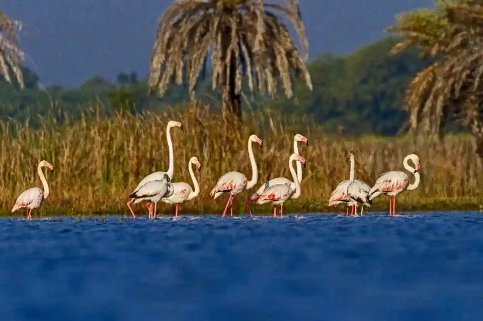 Migratory Demoiselle Cranes at Khichan Bird Sanctuary in Rajasthan during winter season