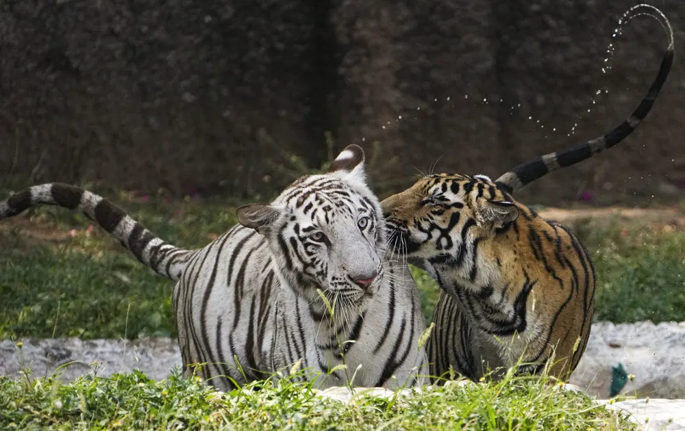 Nahargarh Biological Park in Jaipur showcasing rich wildlife, natural forest landscape, and eco-tourism attractions in Rajasthan