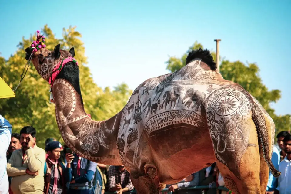 Camels decorated for Rajasthan Camel Festival 2026 in Bikaner during traditional desert celebrations