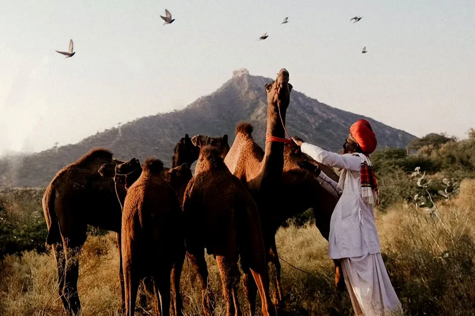 Traditional scenes of the Rajasthan Pushkar Fair with camels, pilgrims and vibrant desert culture