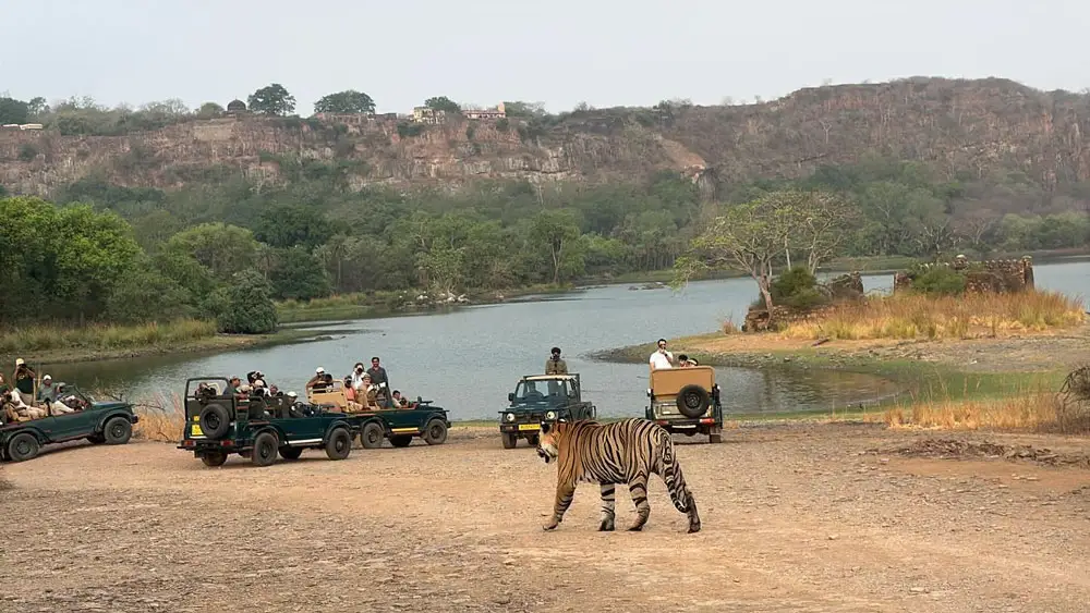 Ranthambore National Park in Rajasthan known for Bengal tigers, wildlife safari, ancient fort and rich forest landscape