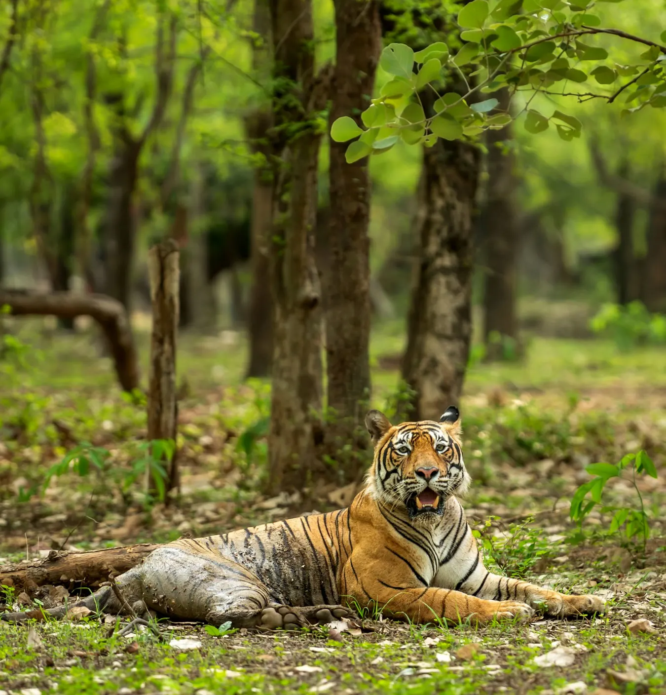Sariska Tiger Reserve in Rajasthan showcasing Royal Bengal tigers, dense forests, and Aravalli hills wildlife
